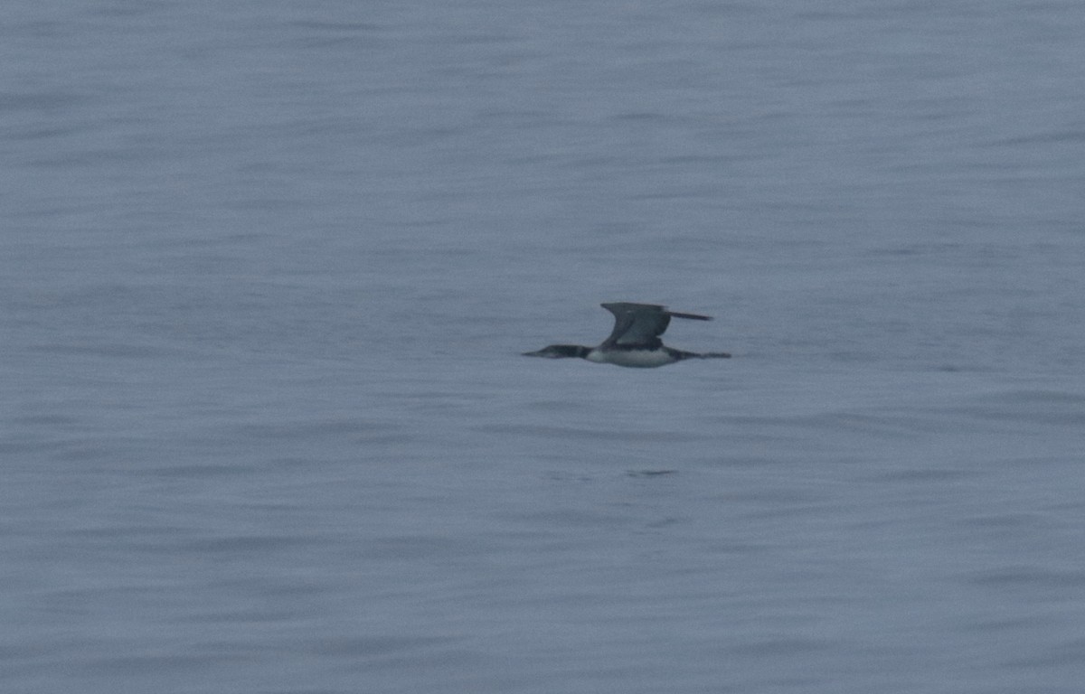 Common Loon - ML386531841