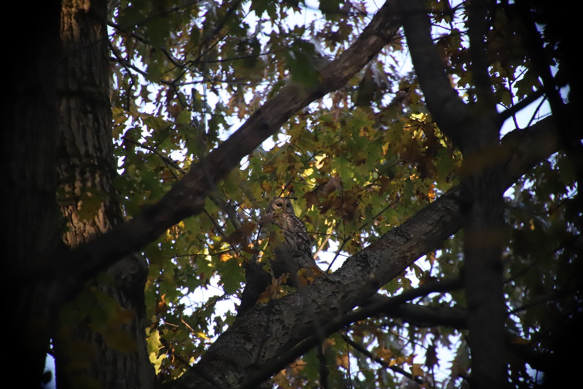 Barred Owl - ML386534261