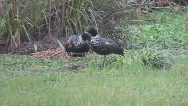 Horned Screamer - ML386535231