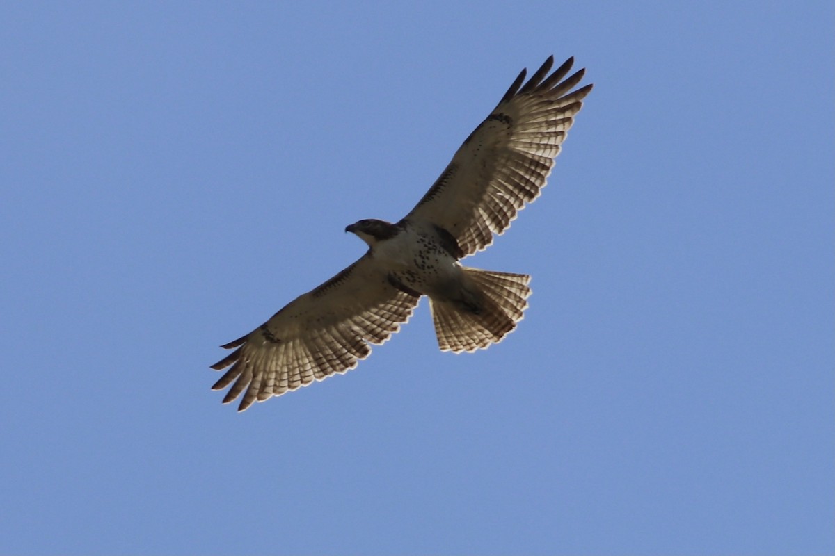 Red-tailed Hawk - ML386537131
