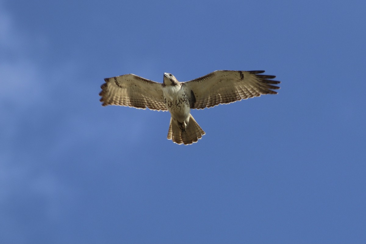 Red-tailed Hawk - ML386537161