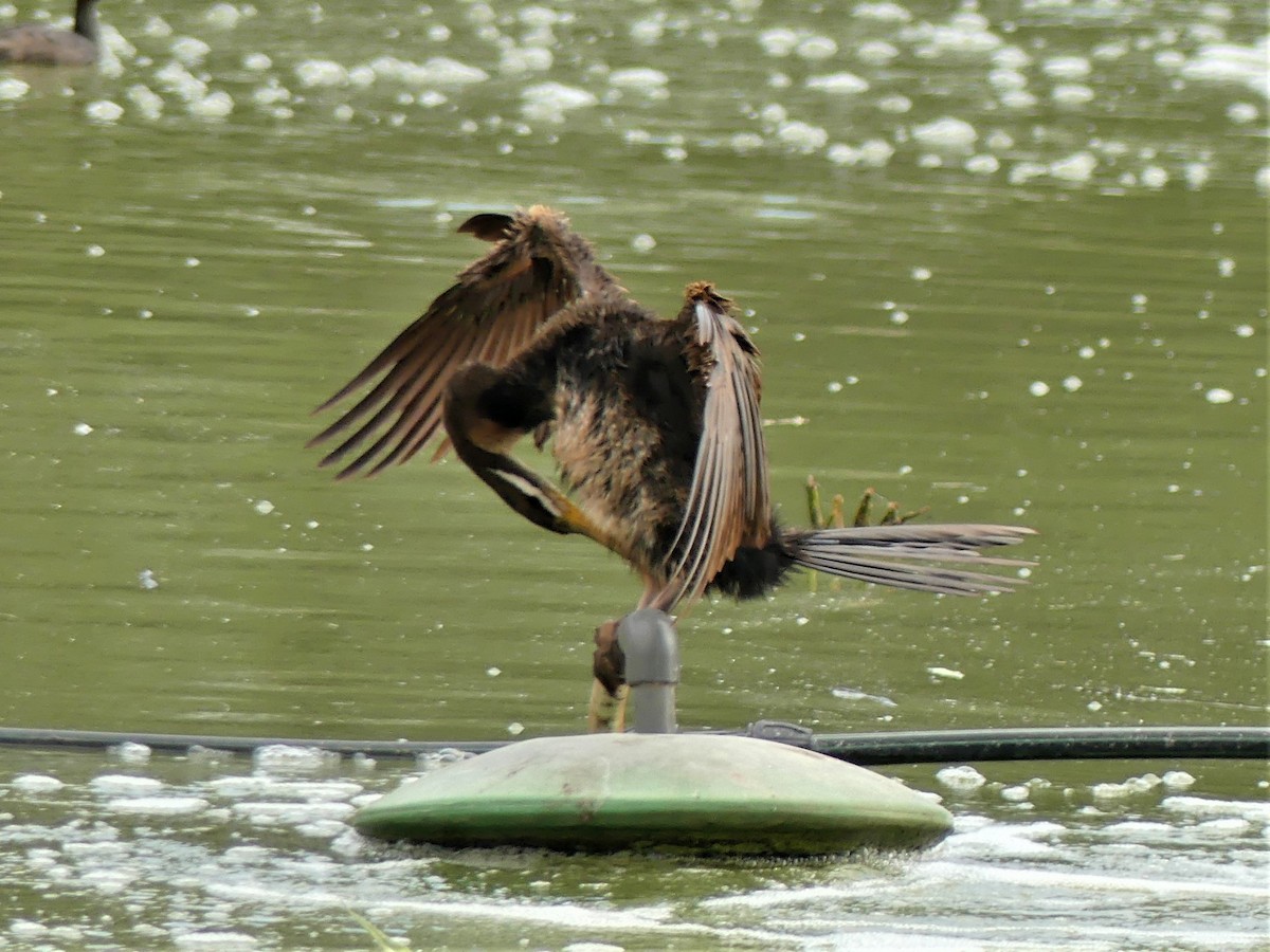 Australasian Darter - ML386541801