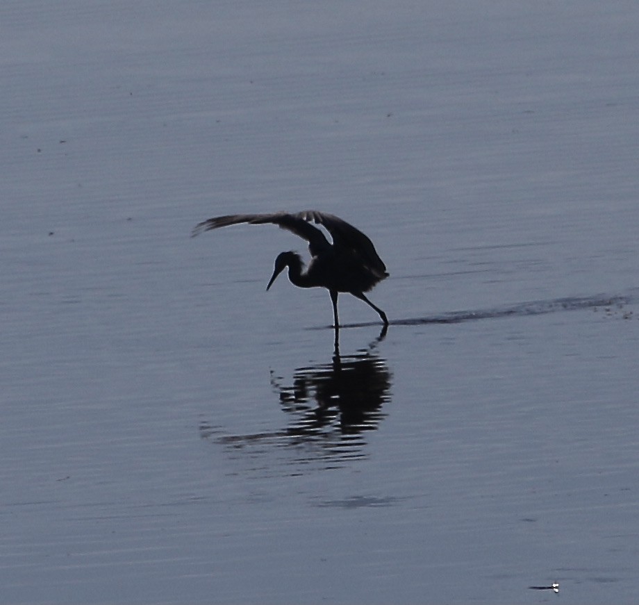 Reddish Egret - ML386541901