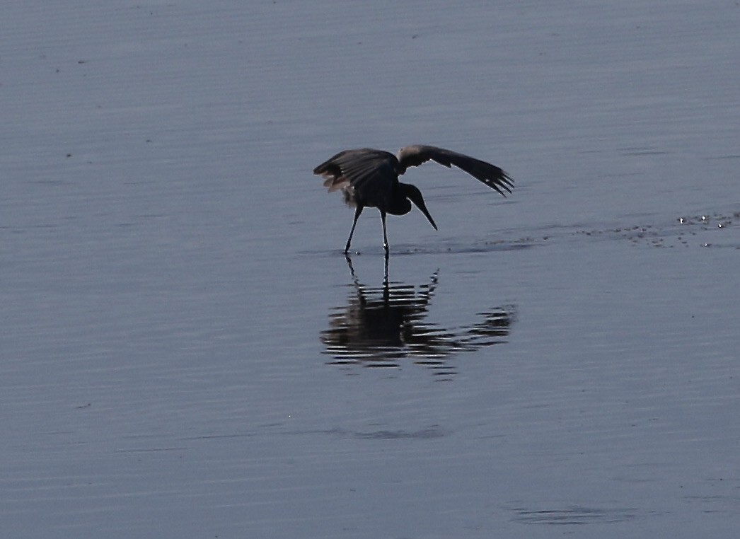 Reddish Egret - ML386542031