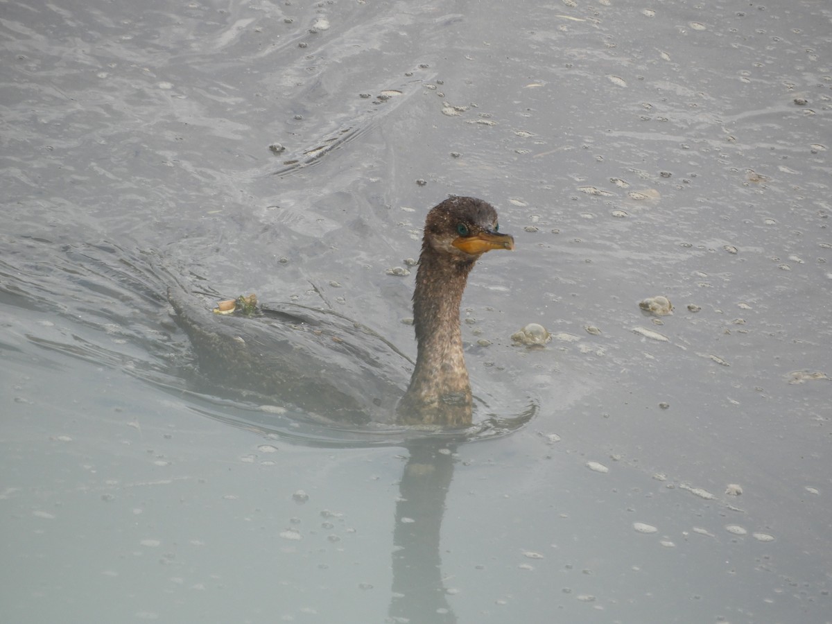 Cormorán Biguá - ML386542121