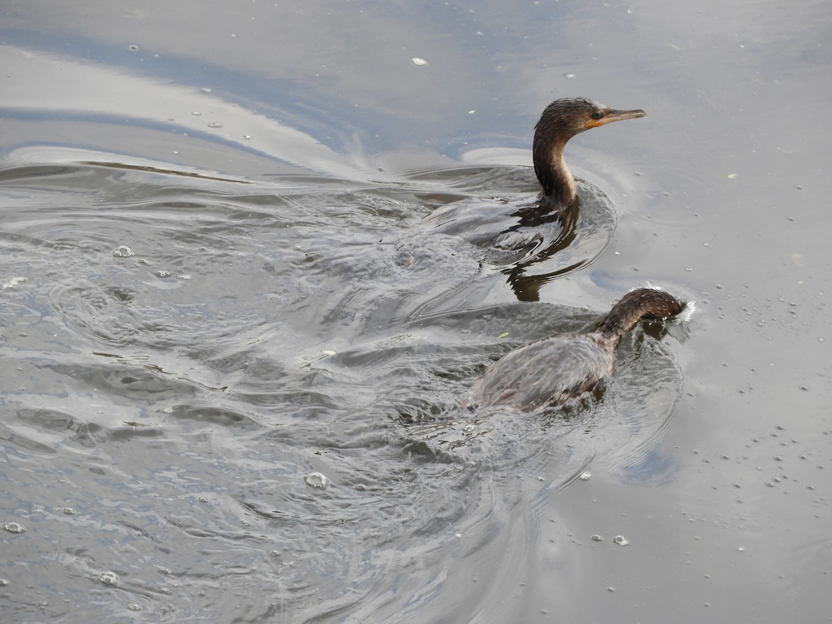 Cormorán Biguá - ML386542131