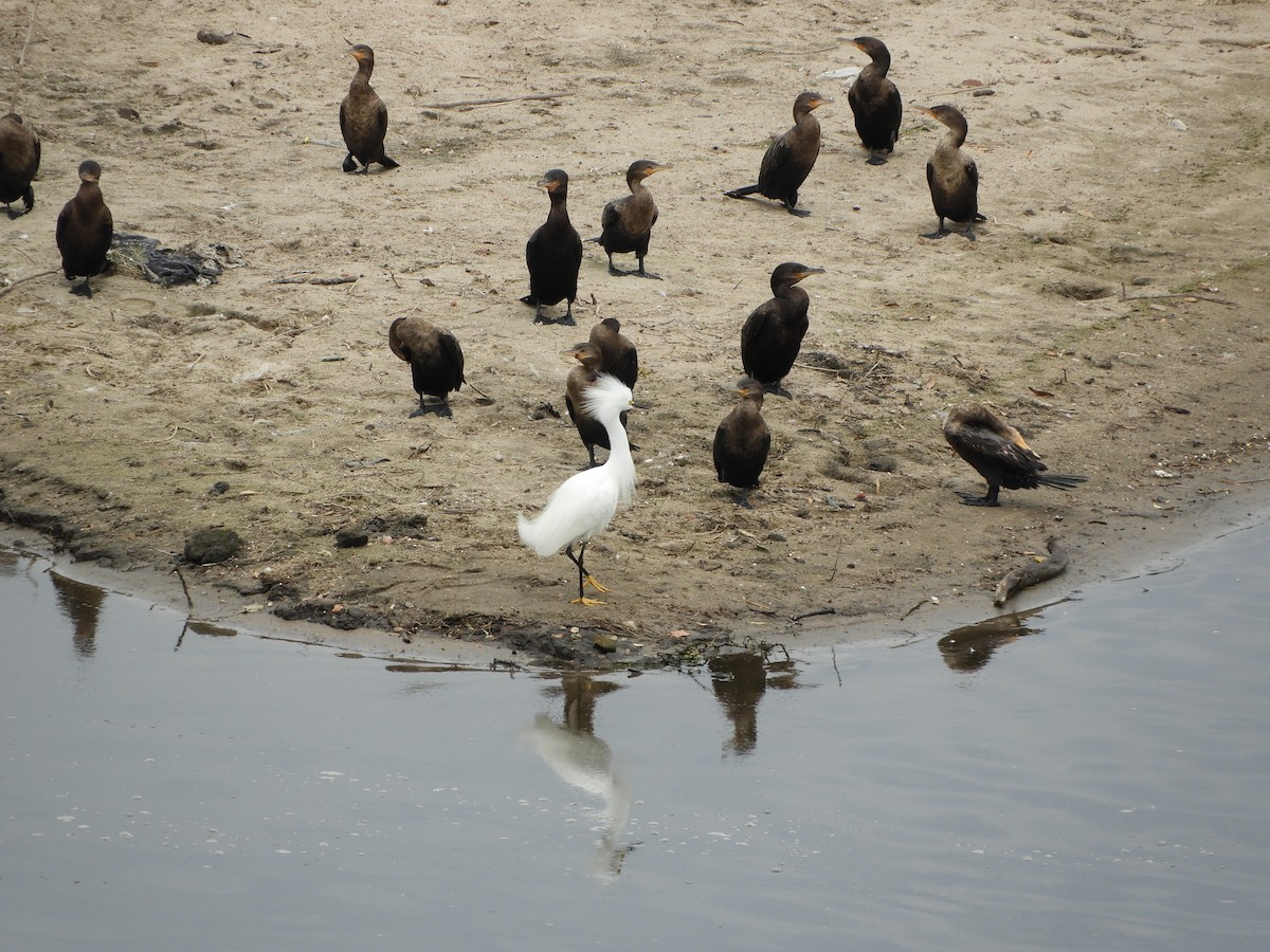 Neotropic Cormorant - ML386542321