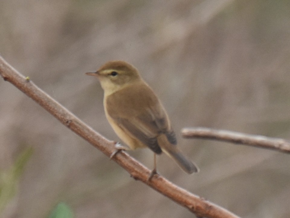 Booted/Sykes's Warbler - ML38654291