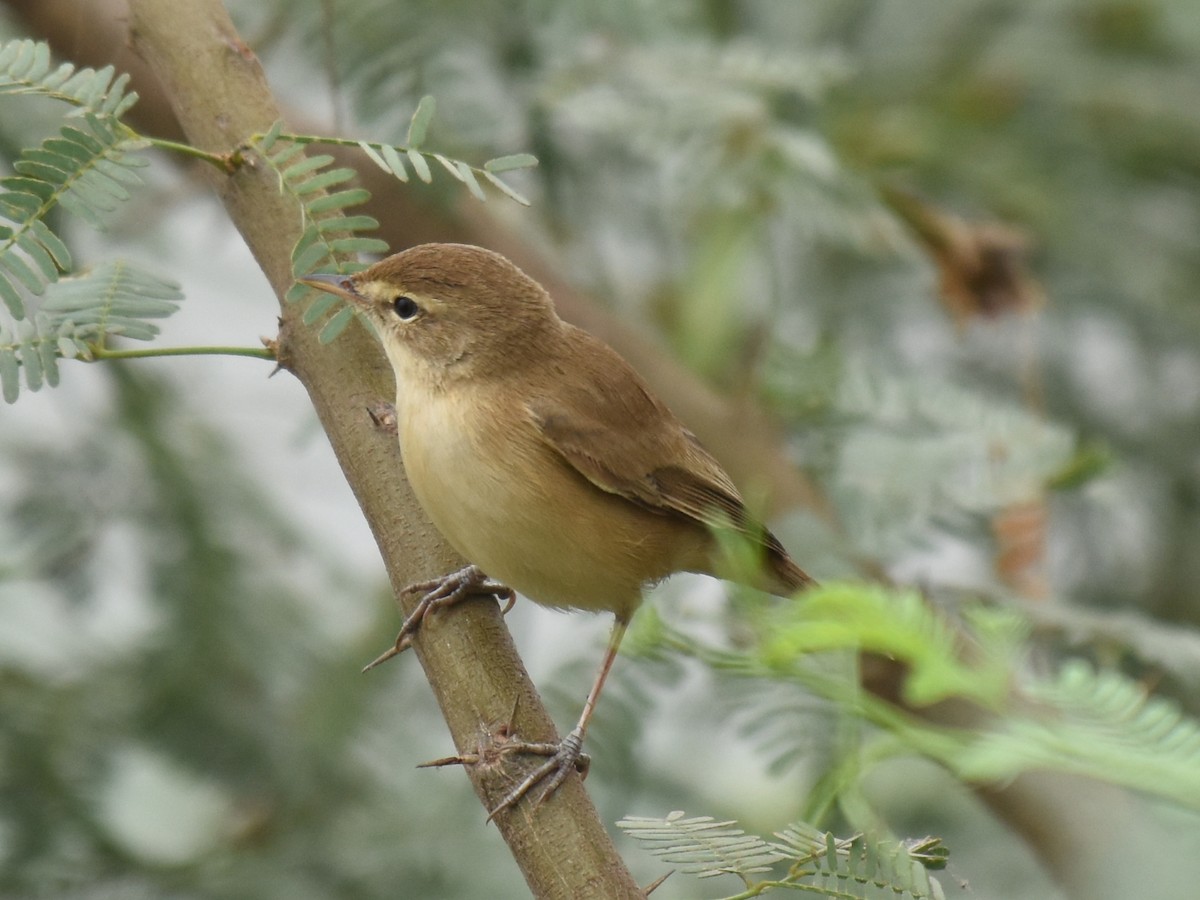 Booted/Sykes's Warbler - Renuka Vijayaraghavan