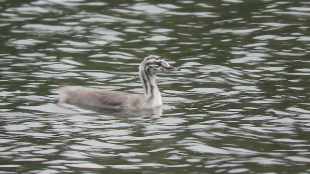 冠鸊鷉 - ML386543311