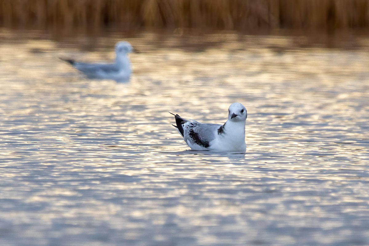 Black-legged Kittiwake - WI admin