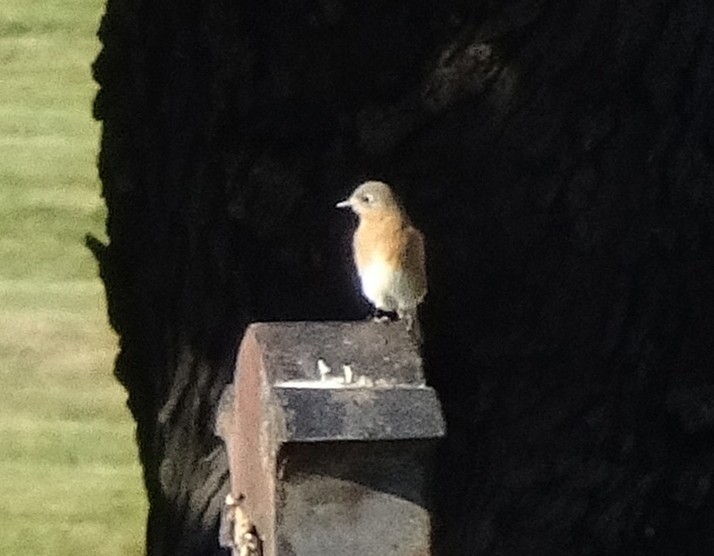 Eastern Bluebird - ML386545131