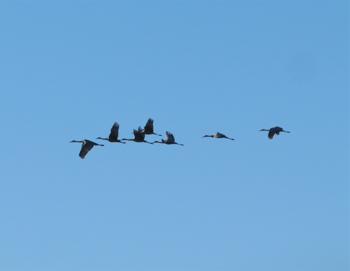 Sandhill Crane - tom aversa