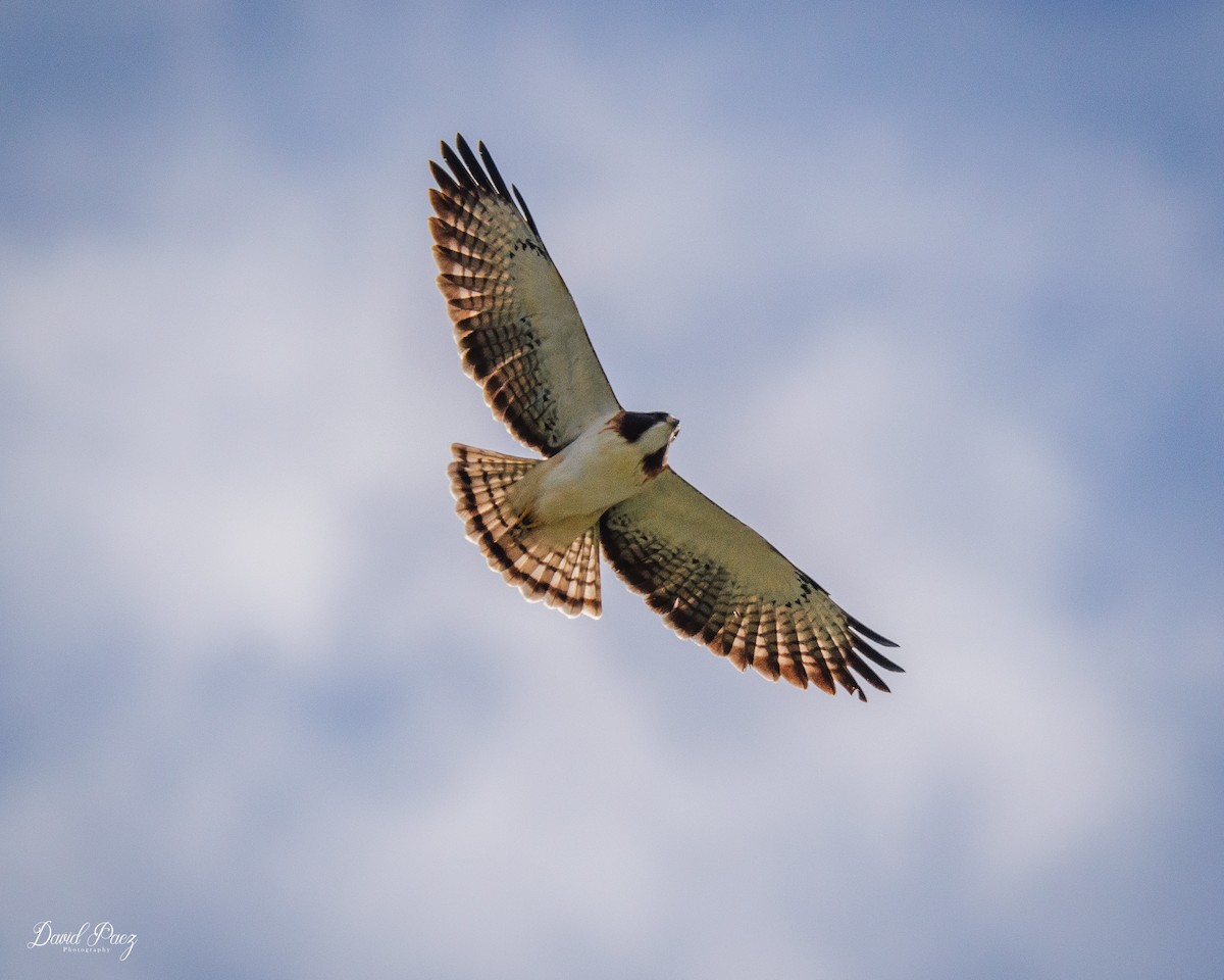 Short-tailed Hawk - David Paez