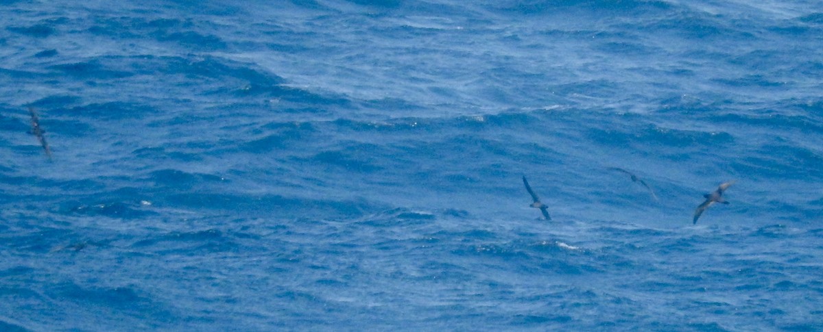 Sooty Tern - Noam Markus