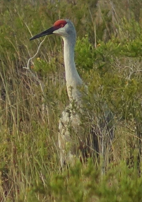 Sandhill Crane - ML386546691