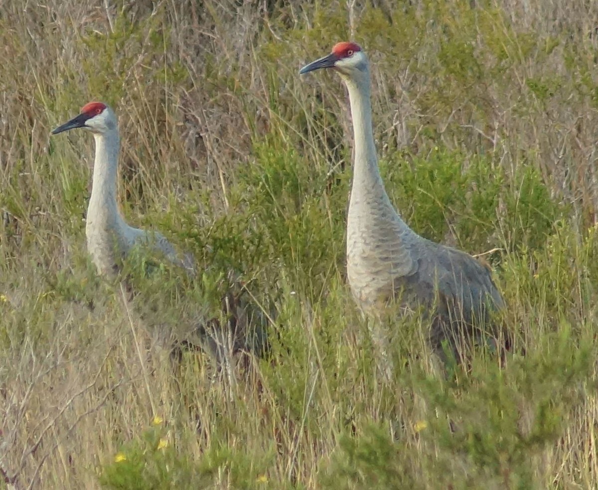 Sandhill Crane - E Jones