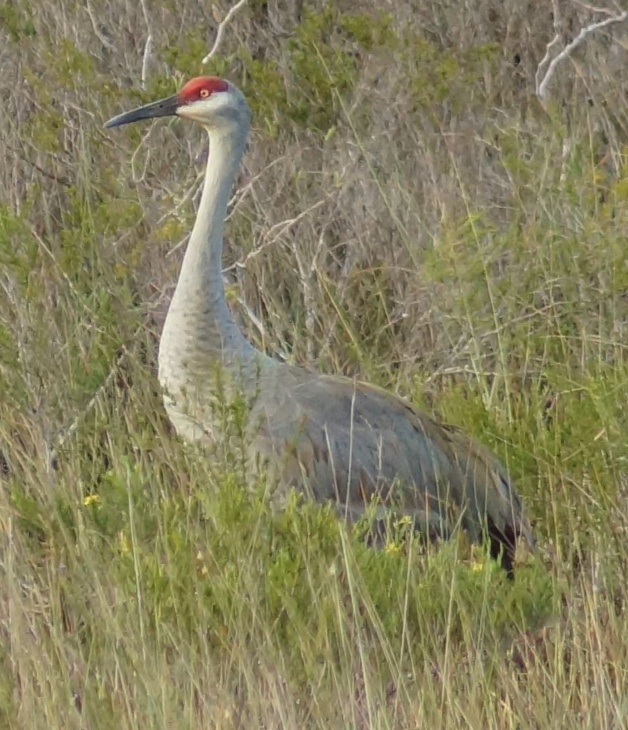 Sandhill Crane - E Jones