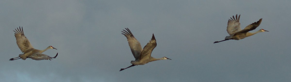 Sandhill Crane - ML386546741