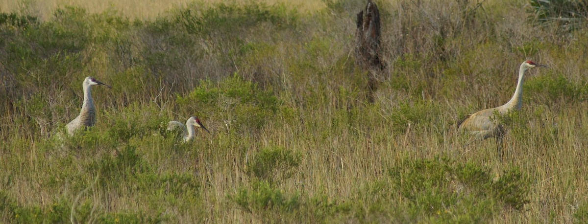 Sandhill Crane - ML386546751