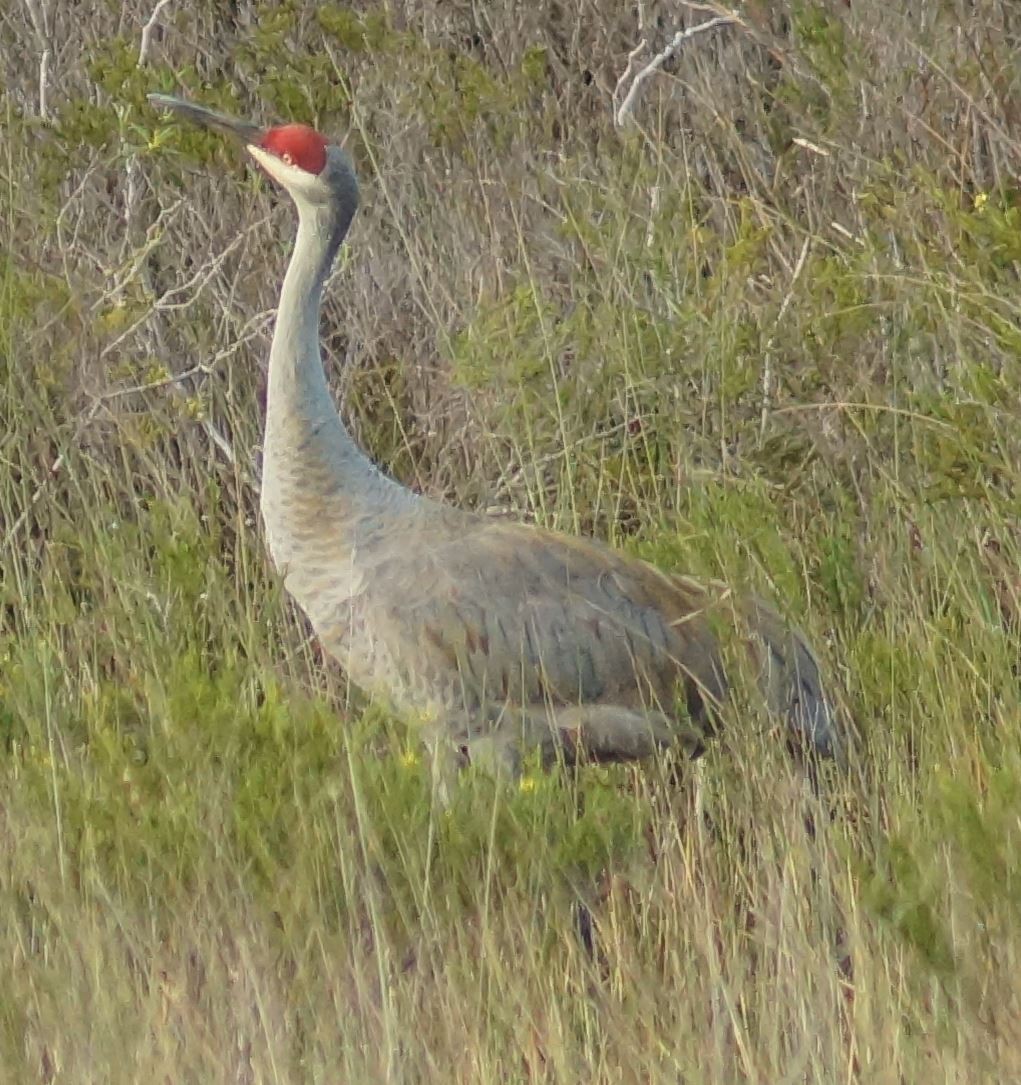 Sandhill Crane - ML386546781