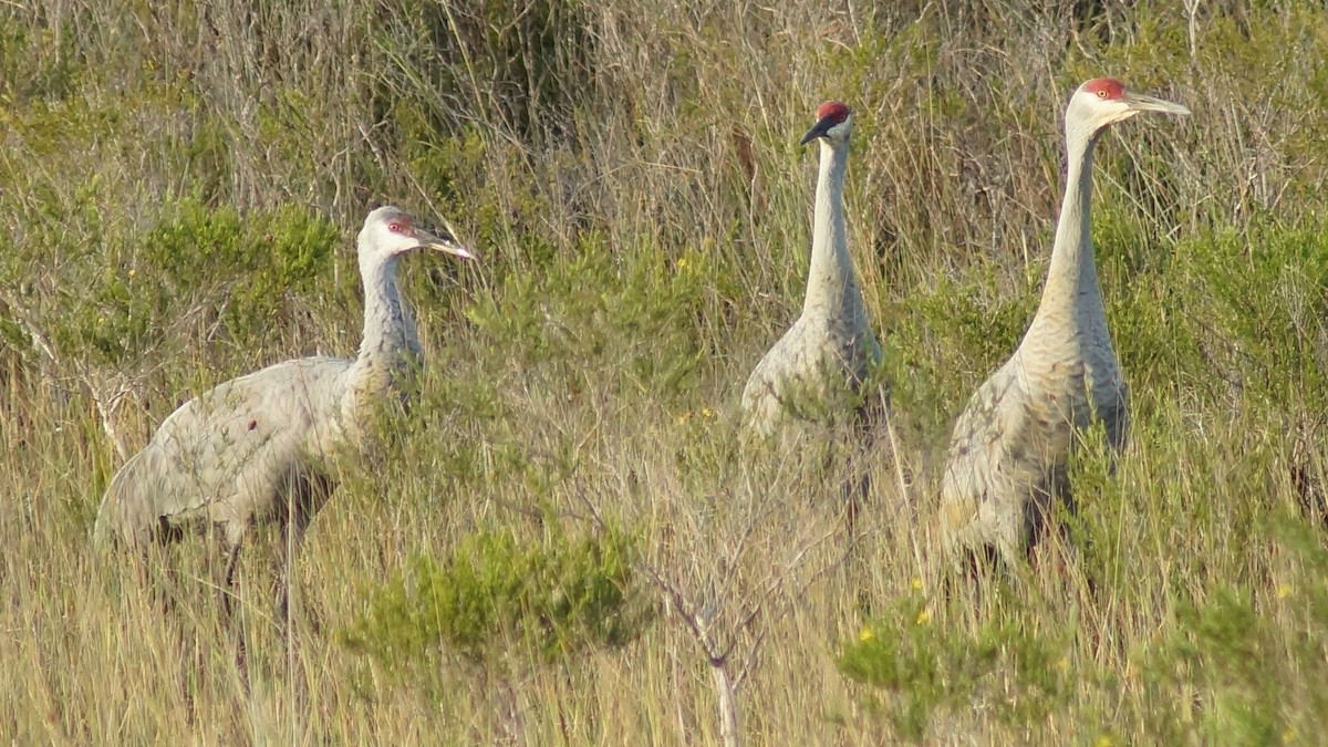 Sandhill Crane - ML386546821