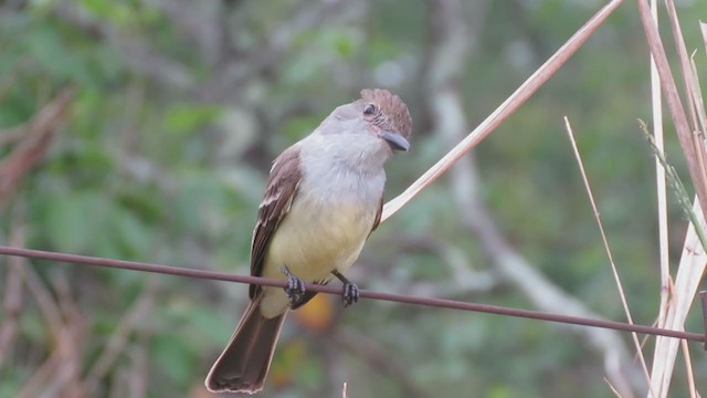 Brown-crested Flycatcher - ML386547031