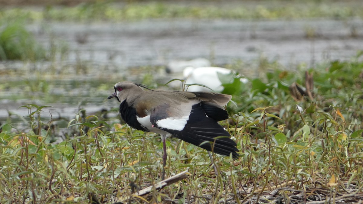 Southern Lapwing - ML386549811