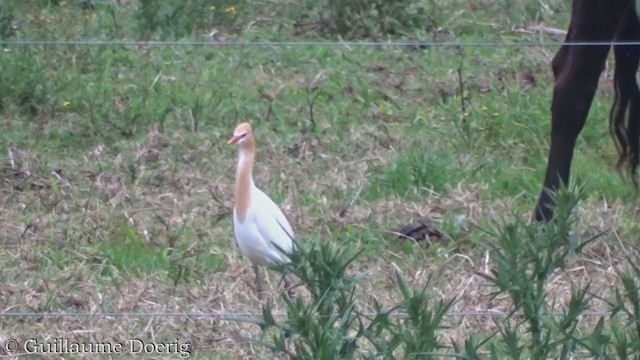 Eastern Cattle Egret - ML386550191