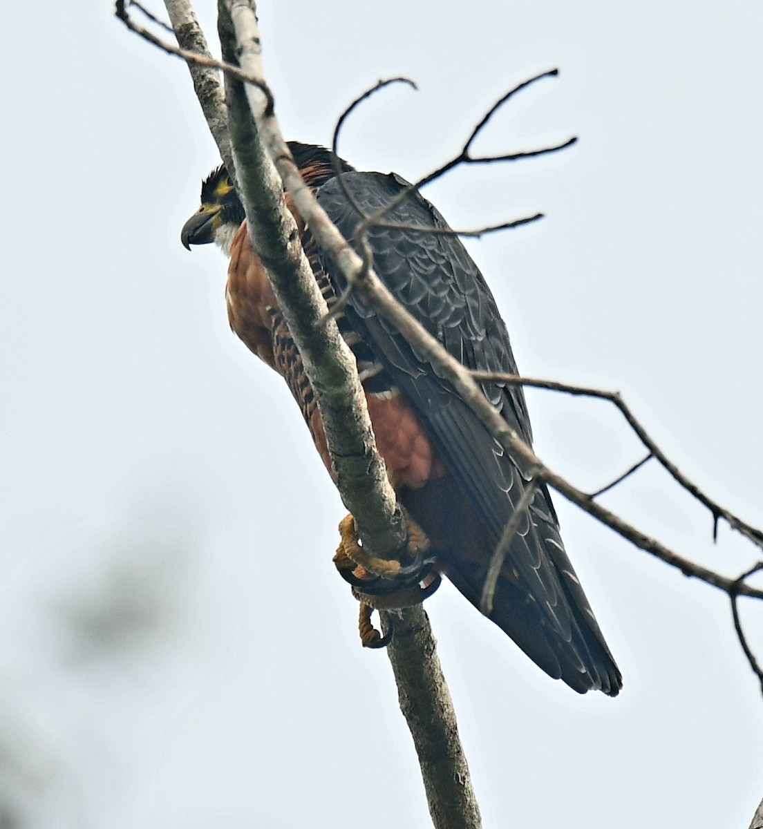 Orange-breasted Falcon - David Love