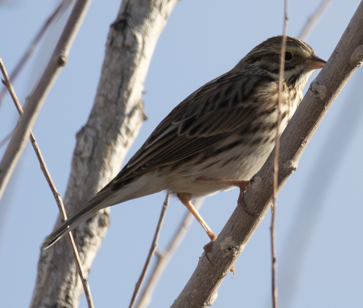 Savannah Sparrow - ML386551381