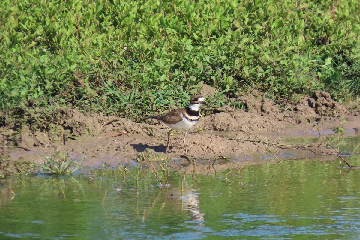 Killdeer - ML386551461