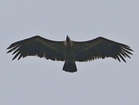 Indian Vulture - ML386552641