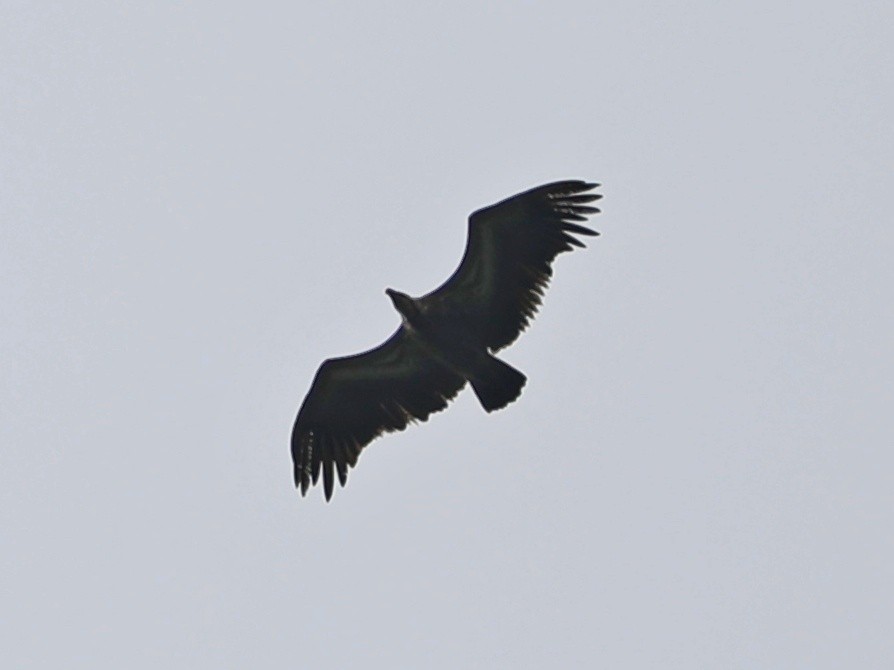Indian Vulture - ML386552651