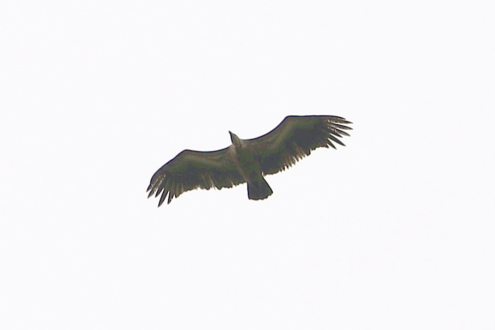 Indian Vulture - ML386552671