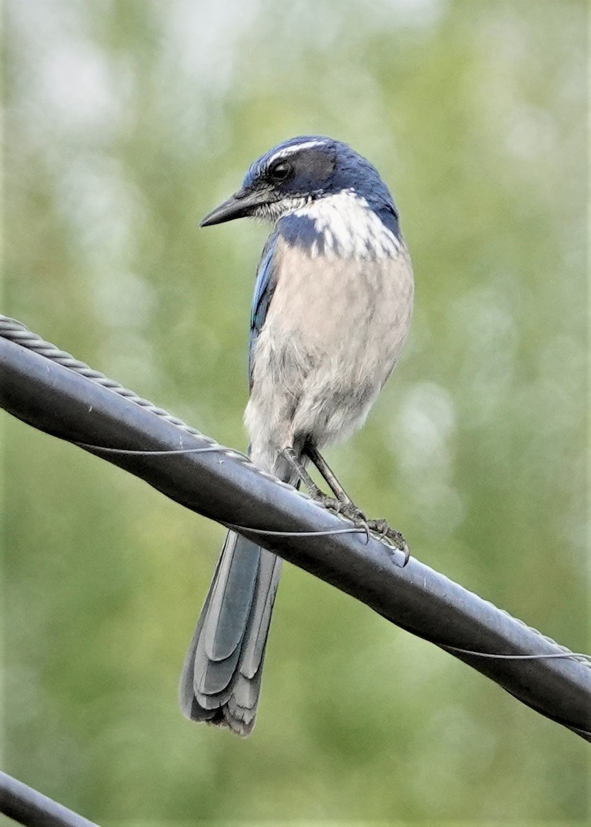 California Scrub-Jay - Mary-Rose Hoang