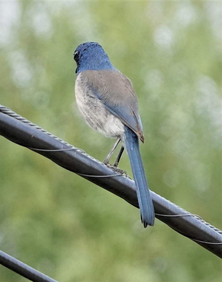 California Scrub-Jay - ML386553041