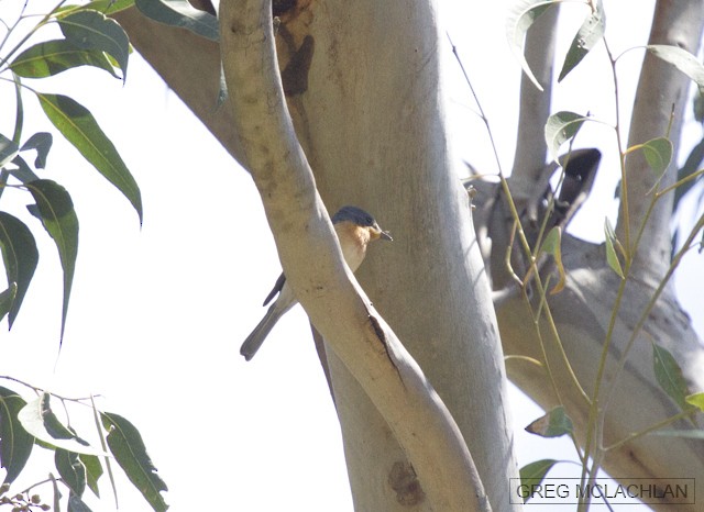 Leaden Flycatcher - ML38655371