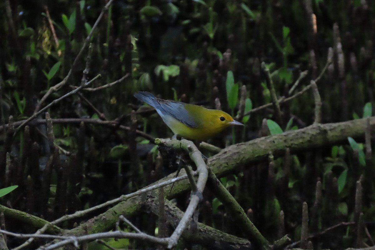 Prothonotary Warbler - ML386553801