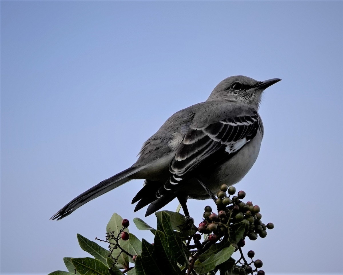 Northern Mockingbird - ML386554061