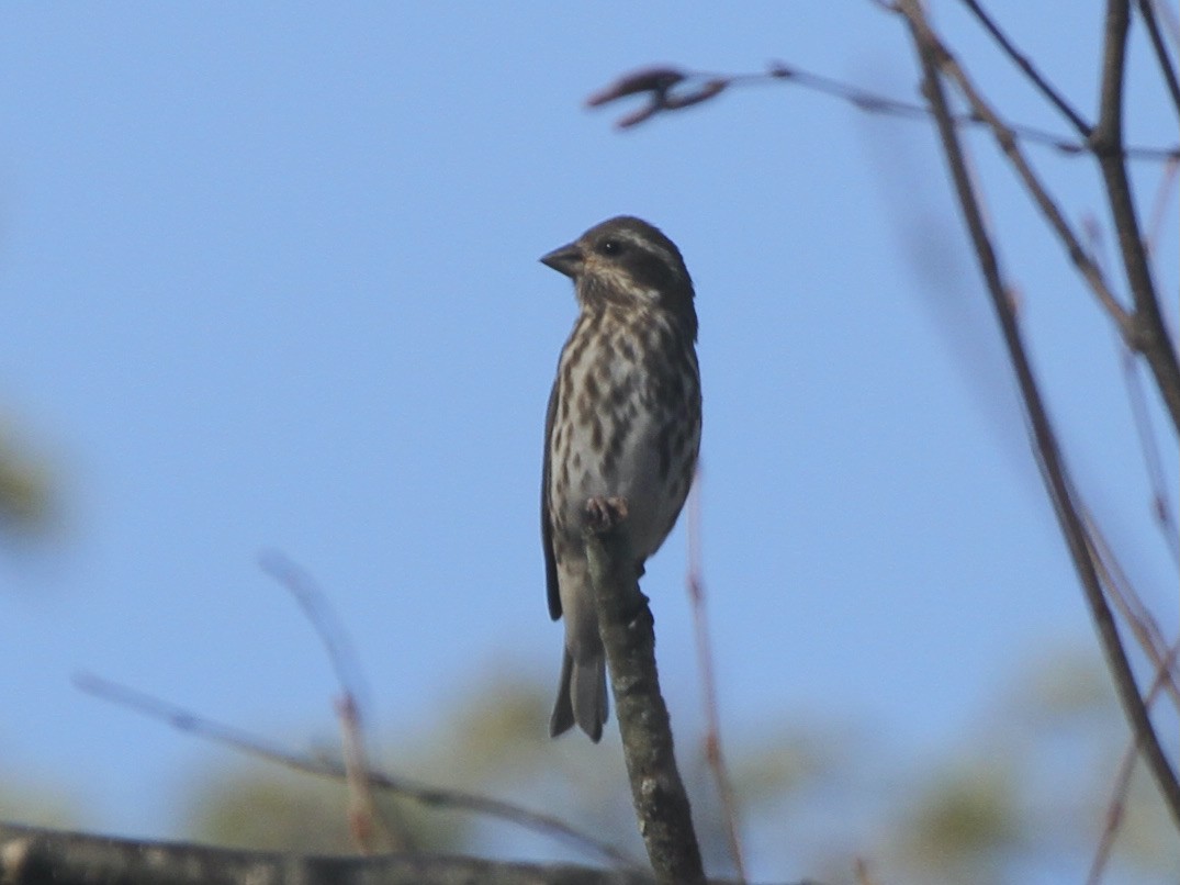Purple Finch (Eastern) - ML386555911