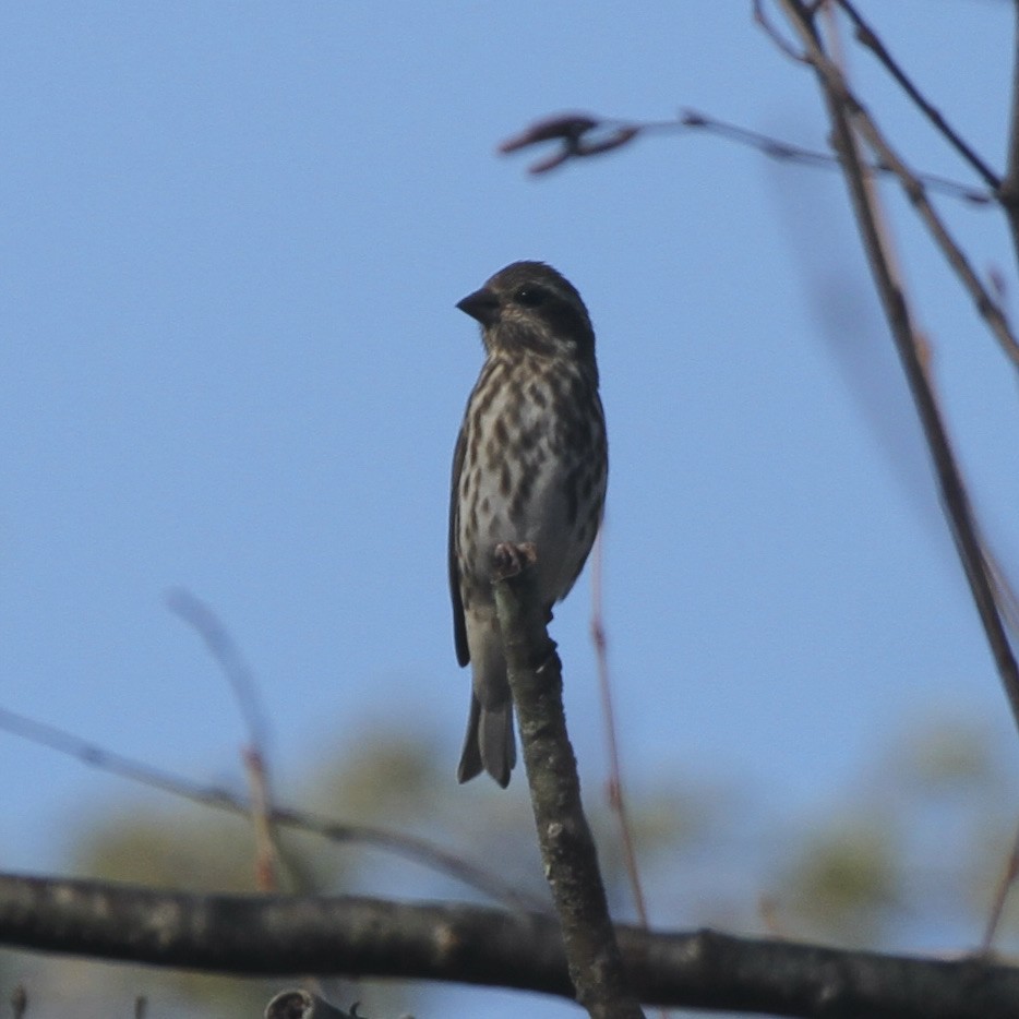 Purple Finch (Eastern) - ML386555921