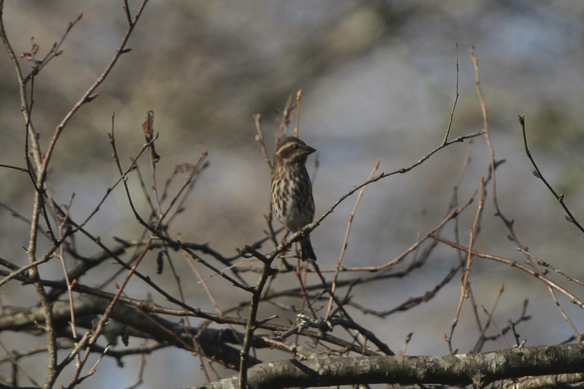 Purple Finch (Eastern) - ML386555931