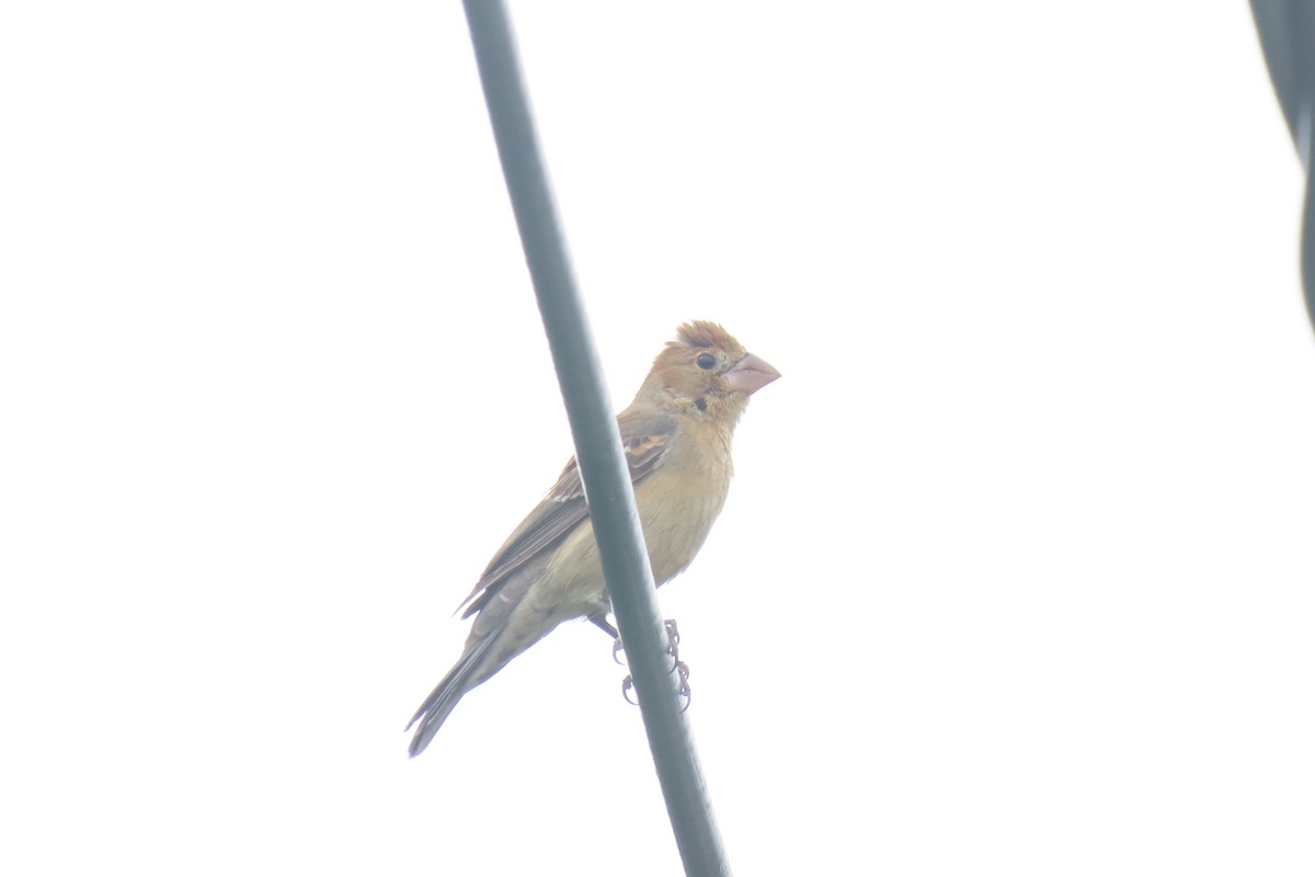 Blue Grosbeak - ML386556631