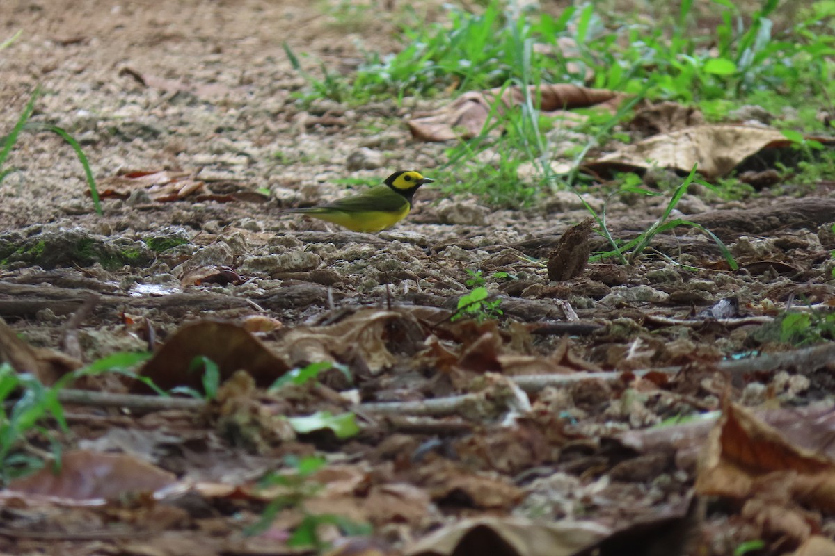 Hooded Warbler - ML386557441