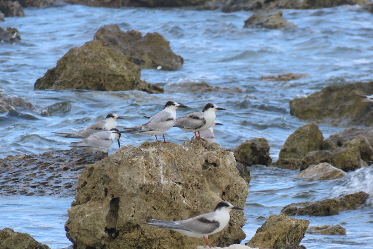 Common Tern - ML386558541