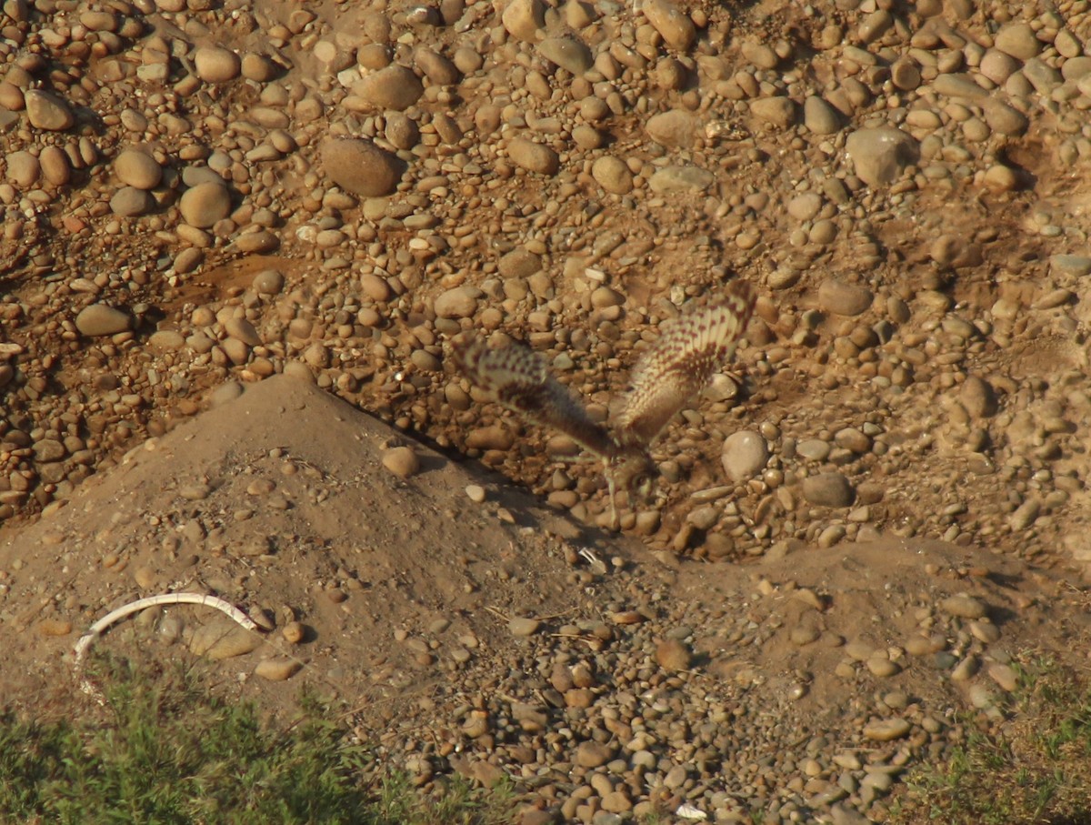 Short-eared Owl - ML386559211