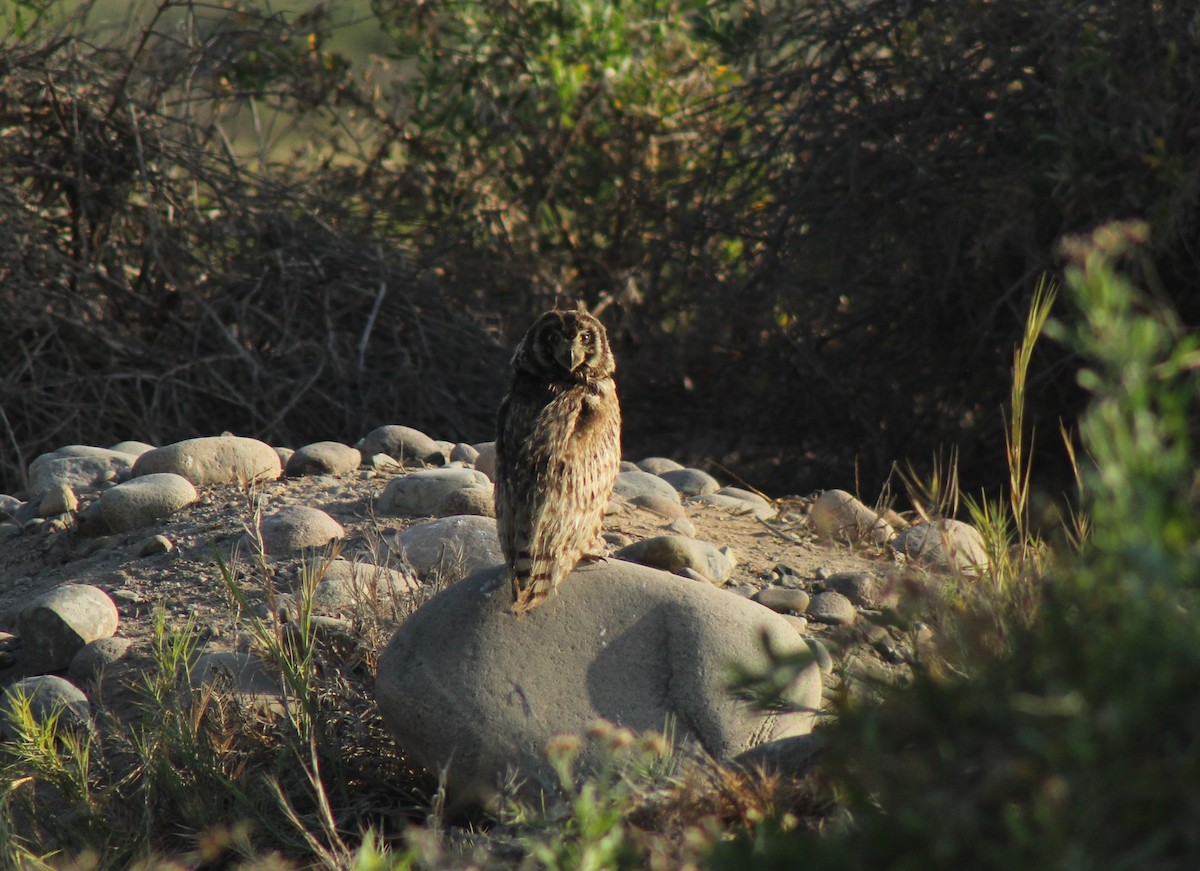 Short-eared Owl - ML386559231