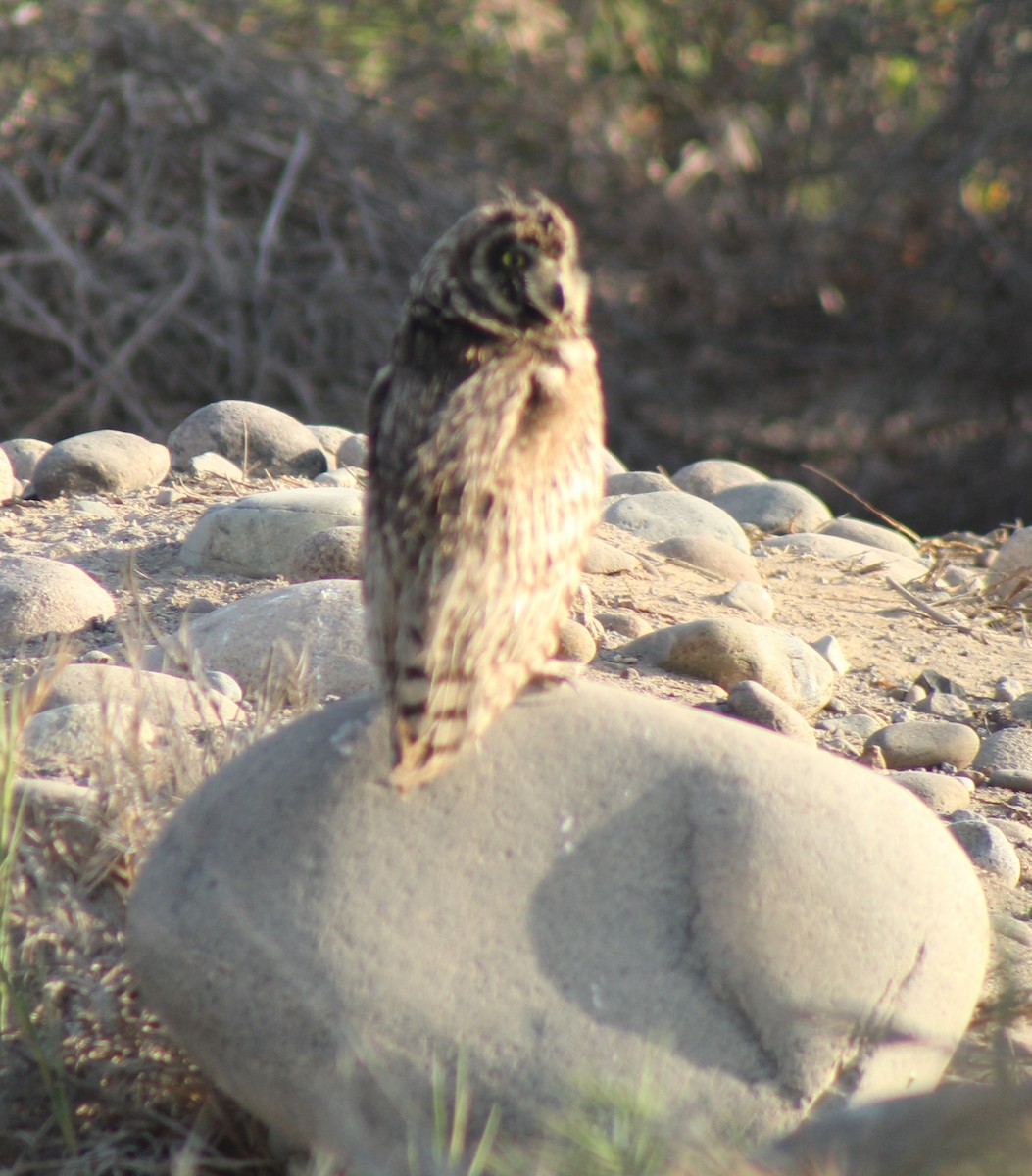 Short-eared Owl - ML386559241