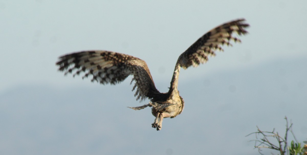 Short-eared Owl - ML386559251